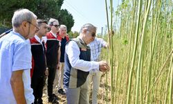 İzmir’in Aliağa ilçesinde ilk izinli kenevir hasadı gerçekleştirildi