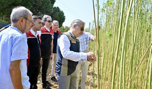 İzmir’in Aliağa ilçesinde ilk izinli kenevir hasadı gerçekleştirildi